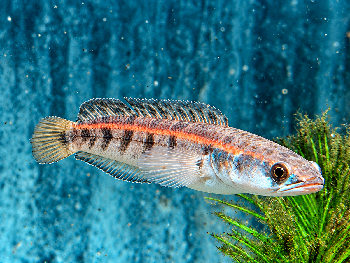 Schlangenkopffisch Channa marulioides red barito 13-17 cm