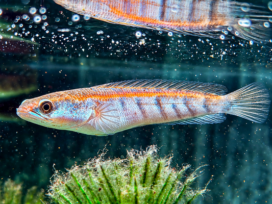 Schlangenkopffisch Channa marulioides red barito 13-17 cm