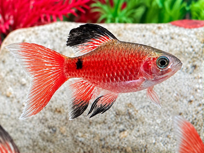 Schleier Prachtbarbe rot Pethia Puntius conchonius