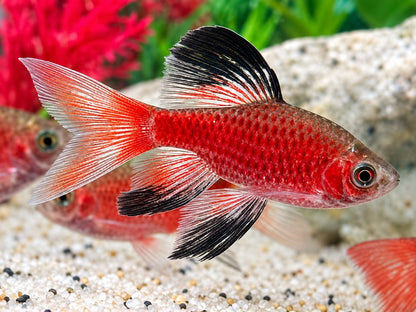 Schleier Prachtbarbe rot Pethia Puntius conchonius