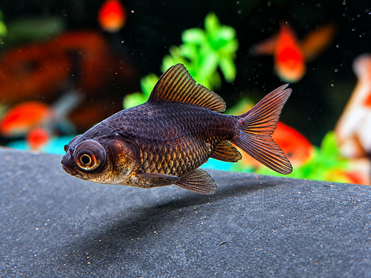 Schleierschwanz Black Moor Carassius auratus  ca. 3-4 cm