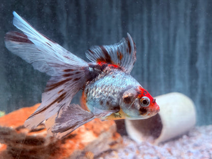 Schleierschwanz Goldfisch Calico XL  Carassius auratus 9-10 cm