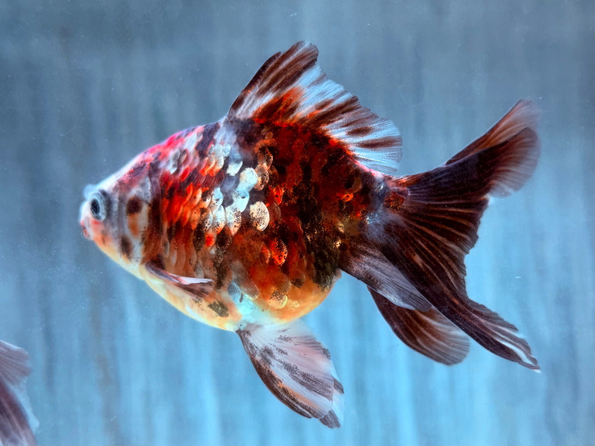 Schleierschwanz Goldfisch Calico XL  Carassius auratus 9-10 cm