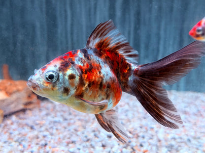 Schleierschwanz Goldfisch Calico XL  Carassius auratus 9-10 cm