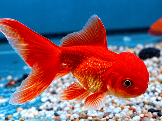 Schleierschwanz Goldfisch Oranda Rot Carassius auratus 7-7,5 cm