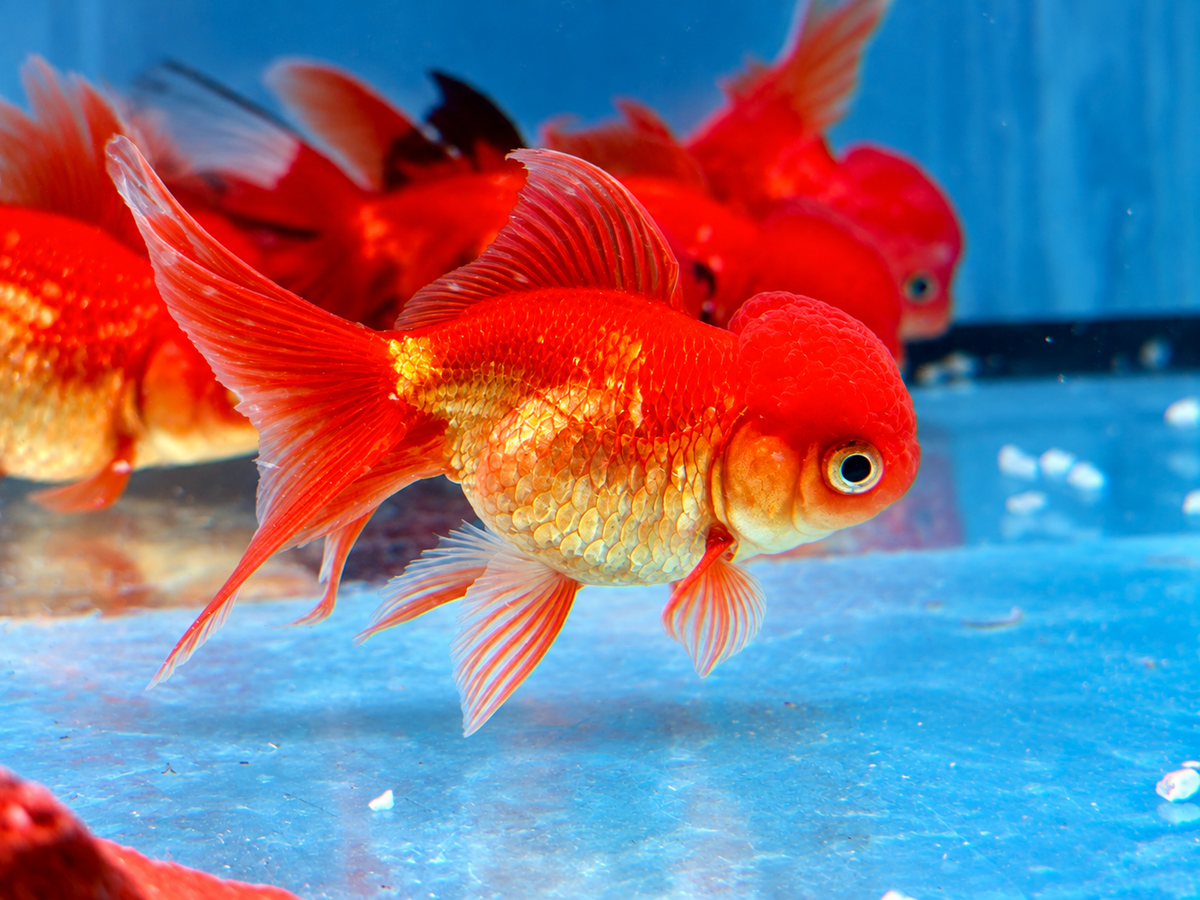 Schleierschwanz Goldfisch Oranda Rot Carassius auratus 7-7,5 cm