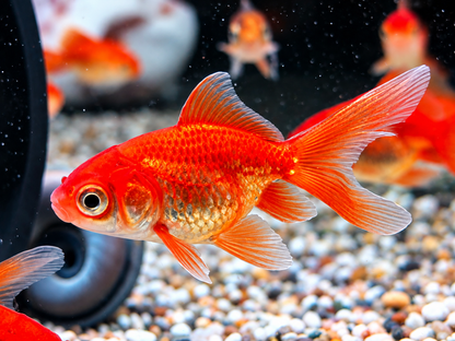 Schleierschwanz Goldfisch Rot Carassius auratus ca. 4 cm