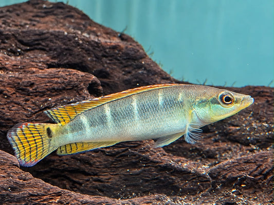 Schmalkopf Hechtbuntbarsch Crenicichla compressiceps 6-7 cm