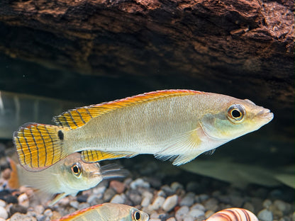 Schmalkopf Hechtbuntbarsch Crenicichla compressiceps 6-7 cm