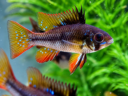 Schmetterlingsbuntbarsch Black Devil Microgeophagus ramirezi