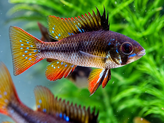 Schmetterlingsbuntbarsch Black Devil Microgeophagus ramirezi