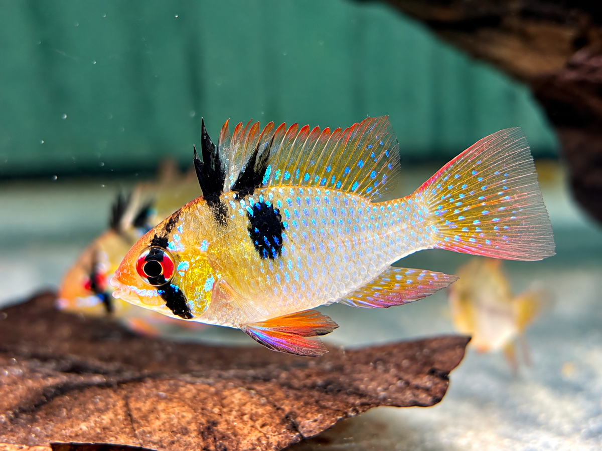 Schmetterlingsbuntbarsch Microgeophagus ramirezi L