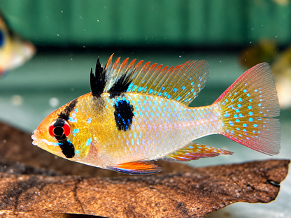Schmetterlingsbuntbarsch Microgeophagus ramirezi L