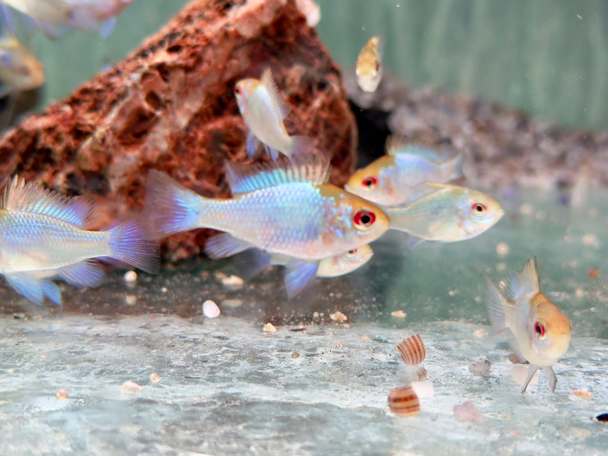 Schmetterlingsbuntbarsch electric blue Mikrogeophagus ramirezi