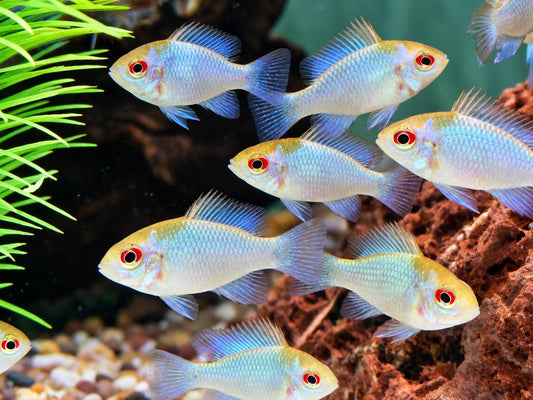 Schmetterlingsbuntbarsch electric blue Mikrogeophagus ramirezi