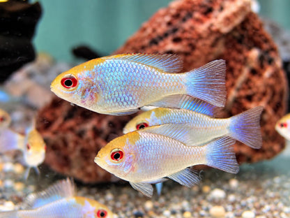 Schmetterlingsbuntbarsch electric blue Mikrogeophagus ramirezi
