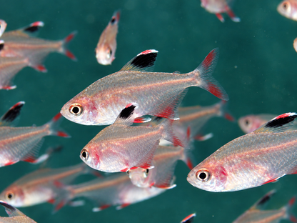 Schmucksalmler Hyphessobrycon bentosi