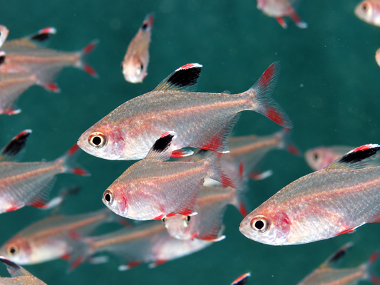 Schmucksalmler Hyphessobrycon bentosi