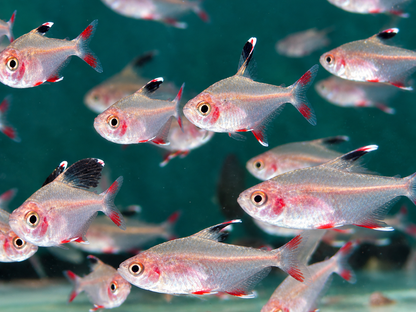 Schmucksalmler Hyphessobrycon bentosi