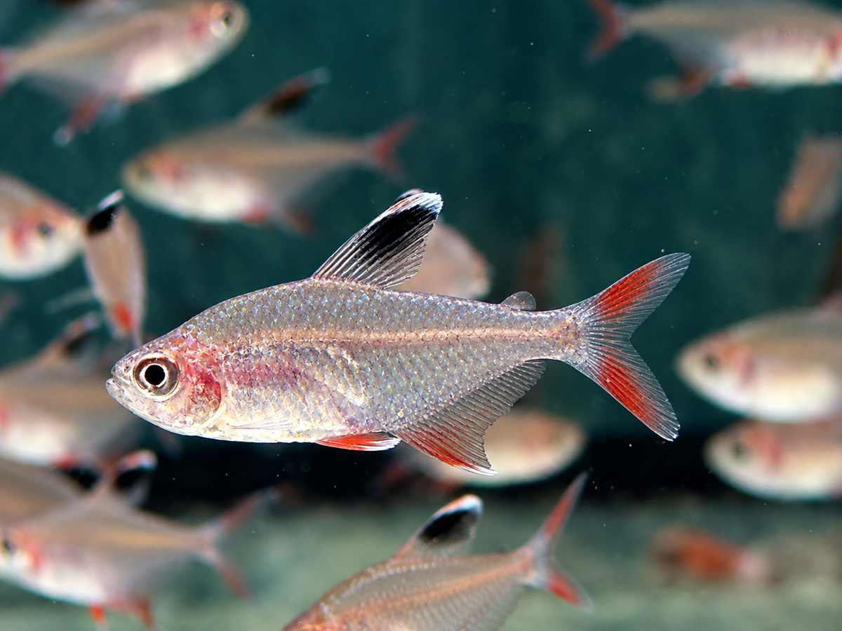 Schmucksalmler Hyphessobrycon bentosi