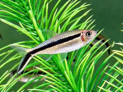 Schrägschwimmer Thayeria boehlkei