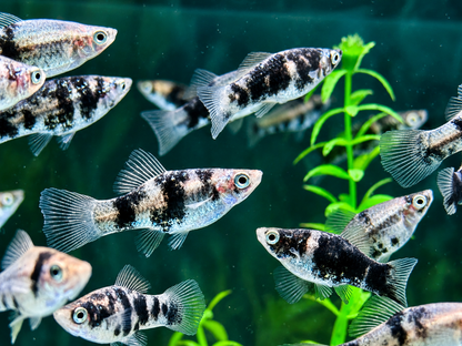 Schwarz Marmor Schwertträger Xiphophorus helleri