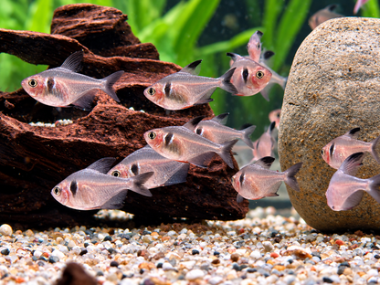 Schwarze Phantomsalmler Hyphessobrycon megalopterus