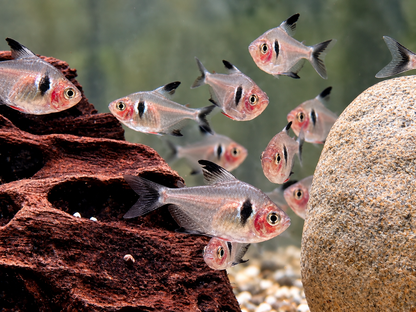 Schwarze Phantomsalmler Hyphessobrycon megalopterus