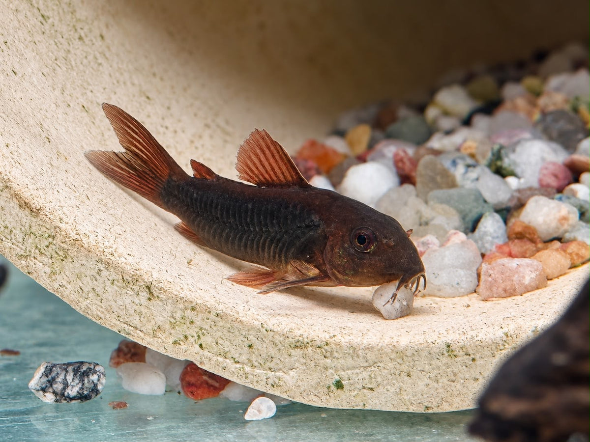 Schwarzer Metallpanzerwels Corydoras aeneus black