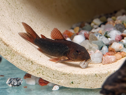 Schwarzer Metallpanzerwels Corydoras aeneus black