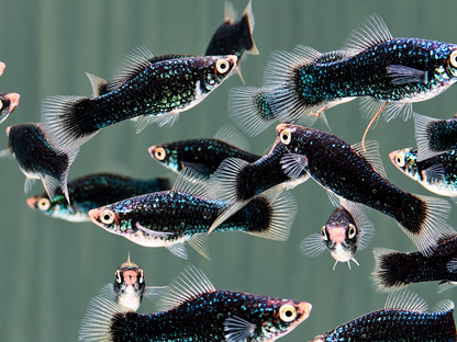 Schwarzer Schwertträger – Xiphophorus hellerii Black