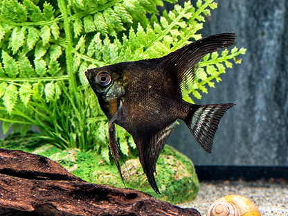 Schwarzer Skalar Pterophyllum scalare black