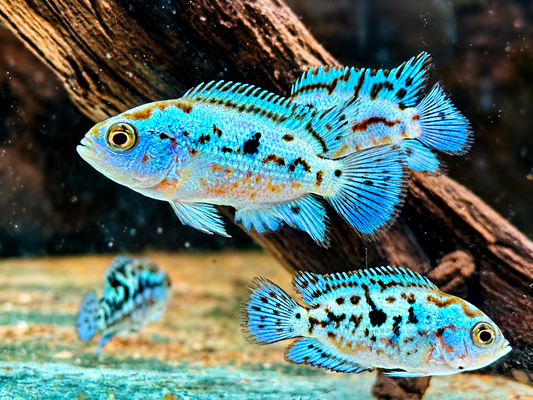 Schwarzgebänderter Buntbarsch Blue Dempsey Rocio octofasciata