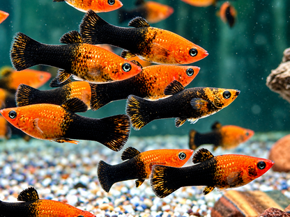 Schwarzgoldener Molly Poecilia sphenops