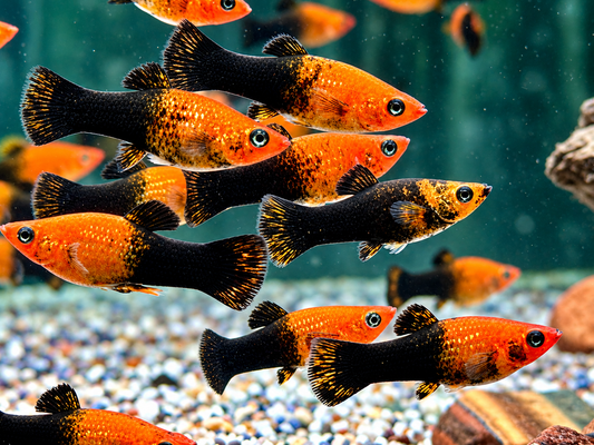 Schwarzgoldener Molly Poecilia sphenops