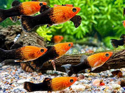 Schwarzgoldener Molly Poecilia sphenops