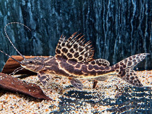 Segel Antennenwels Leiarius pictus 22-24 cm