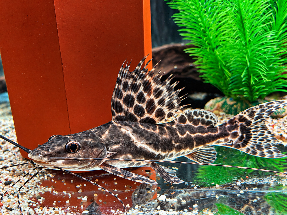 Segel Antennenwels Leiarius pictus 22-24 cm