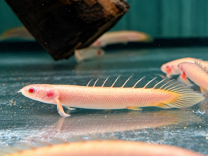 Senegal Flösselhecht Albino Polypterus senegalus