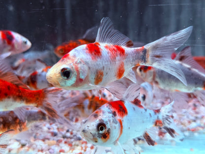 Shubunkin Blau Carassius auratus  8-10 cm