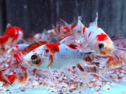 Shubunkin Blau Carassius auratus  8-10 cm