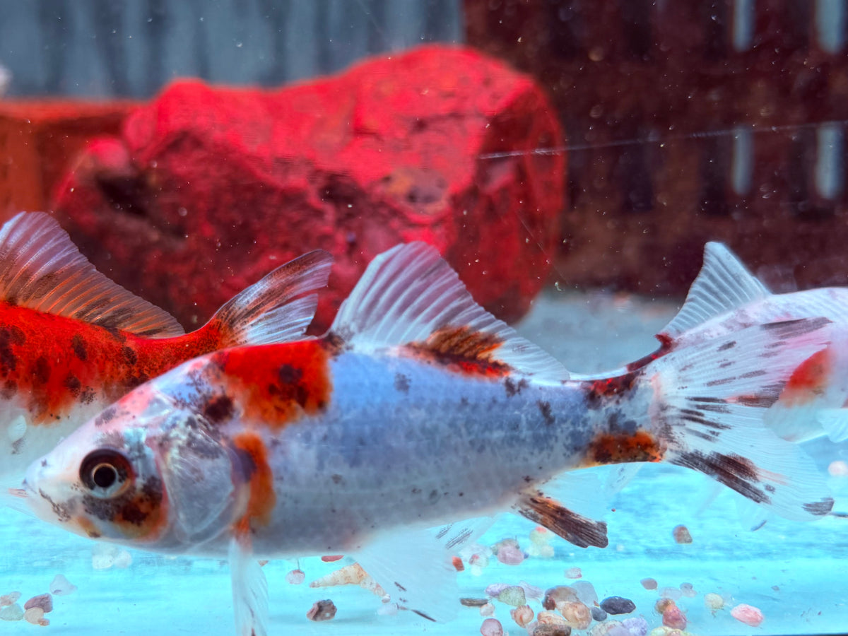 Shubunkin Blau Carassius auratus  8-10 cm