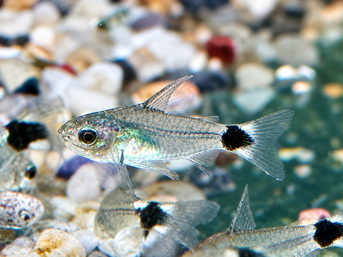 Sichelfleck Zwergpanzerwels Gastrodermus Corydoras hastatus NZ