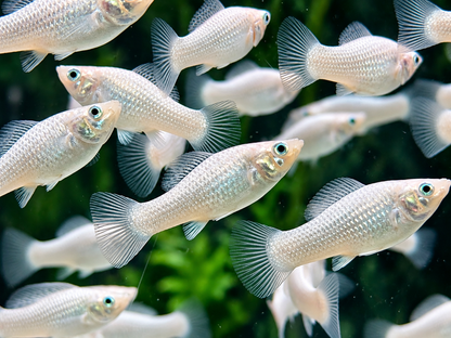 Silber Molly Poecilia sphenops
