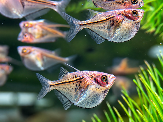 Silberbeilbauch Gasteropelecus sternicla