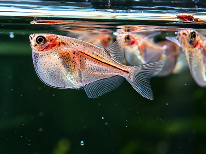 Silberbeilbauch Gasteropelecus sternicla