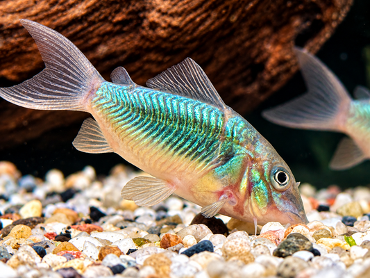 Smaragd Panzerwels Brochis splendens 4-5 cm