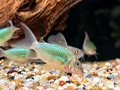 Smaragd Panzerwels Brochis splendens 4-5 cm