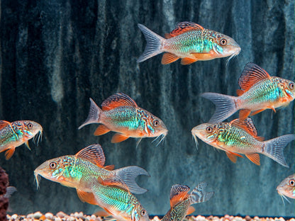 Smaragd Panzerwels Brochis splendens 3 cm