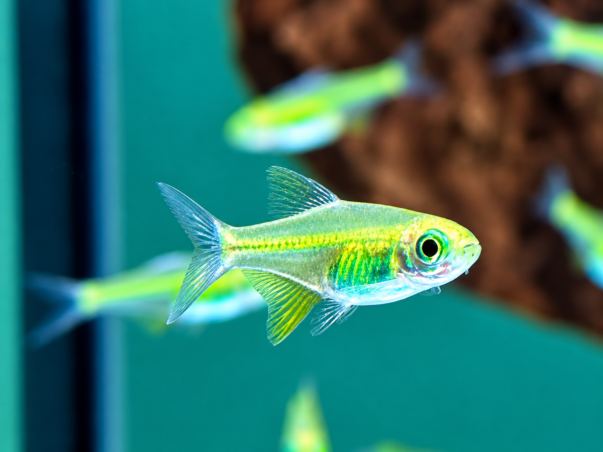 Smaragd Zwergrasbora Neon Green Microdevario kubotai